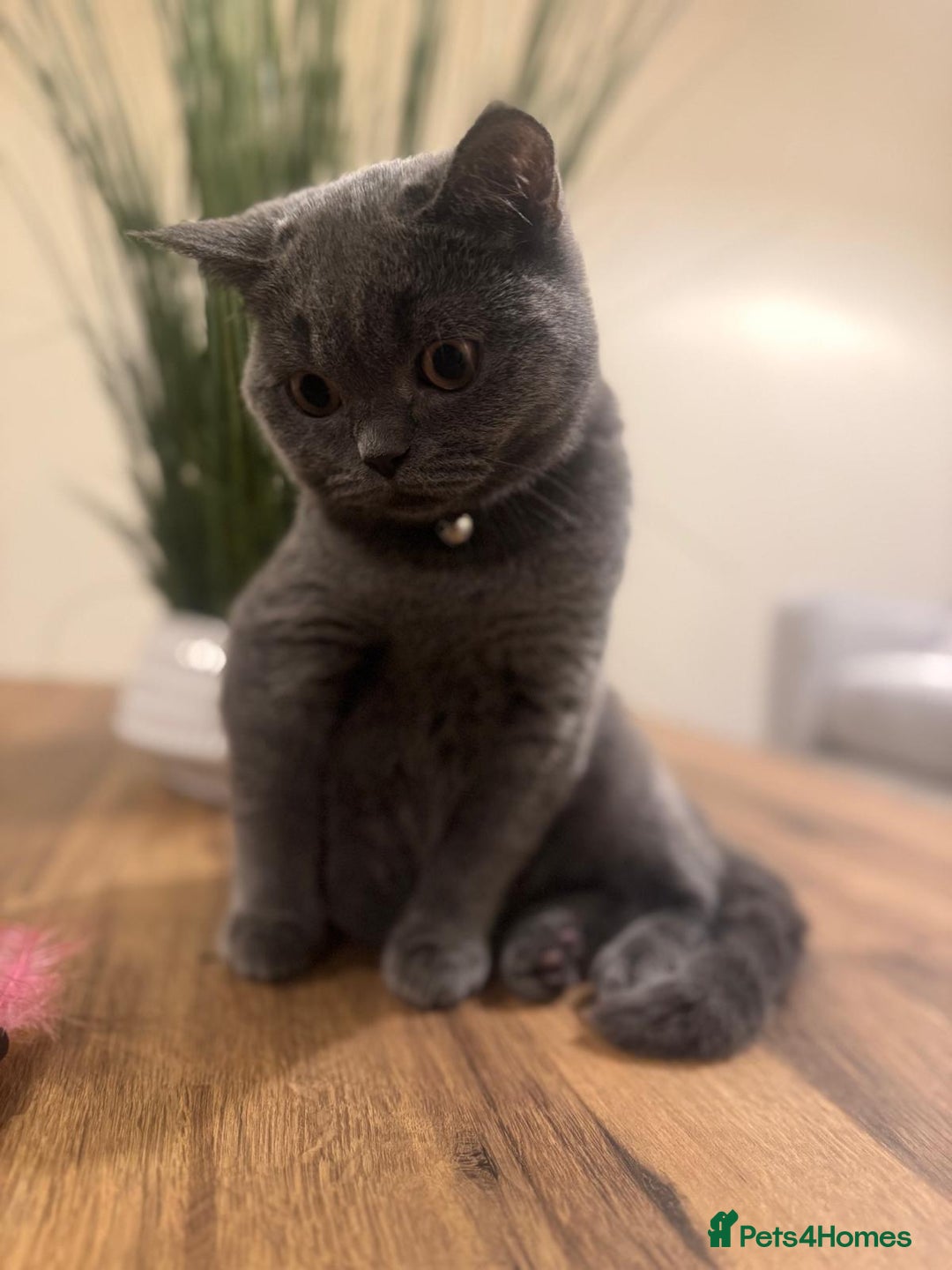 Scottish Fold cats for sale: Scottish Straight - Image 1