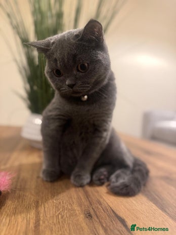 Scottish Fold cats - Advert 13