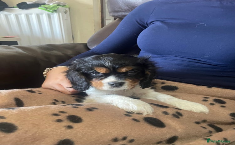 Cavalier King Charles Spaniel dogs - Advert 2