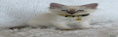 Ragdoll 1