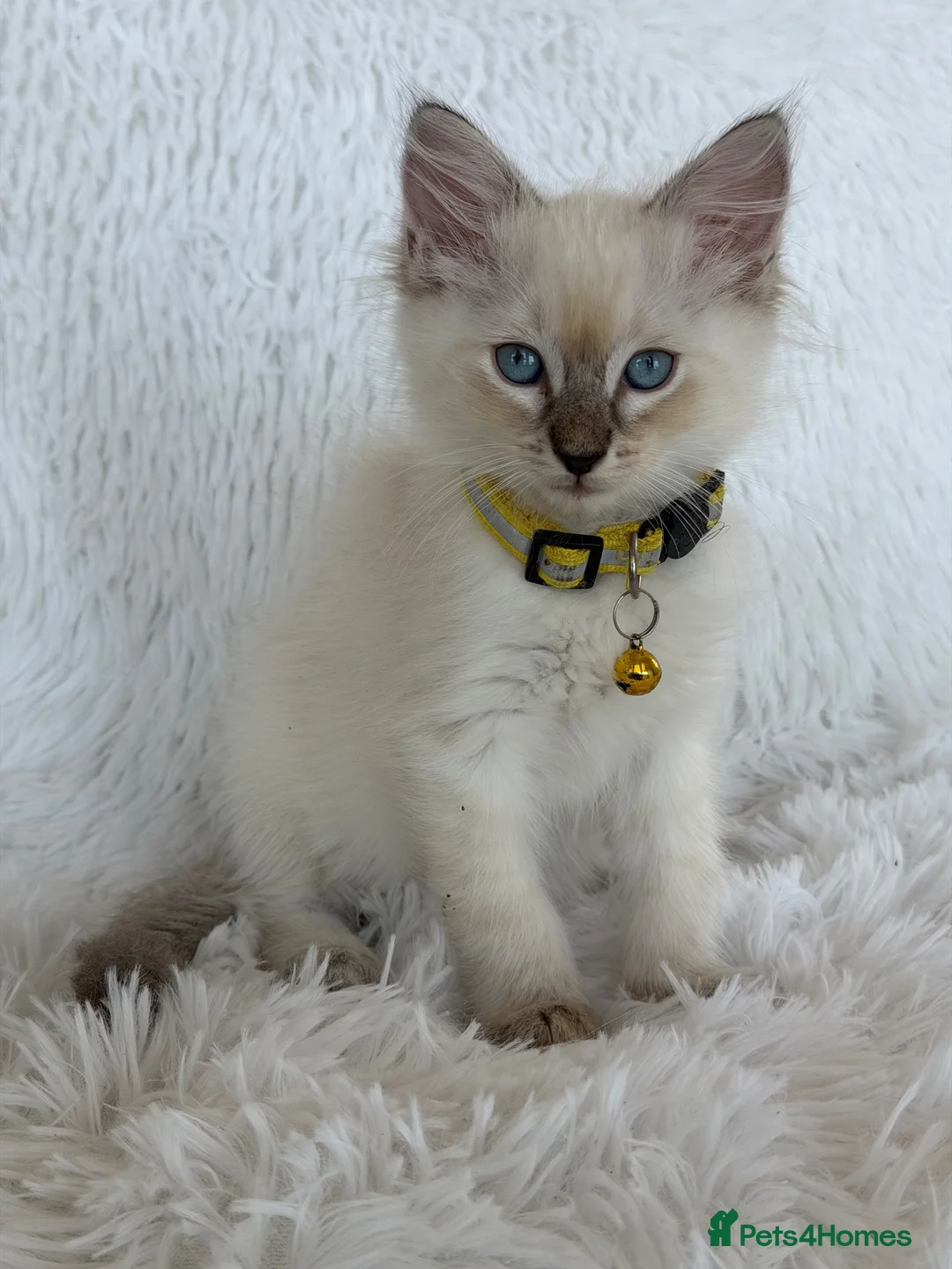Ragdoll cats for sale: Ragdolls kittens - Advert 5