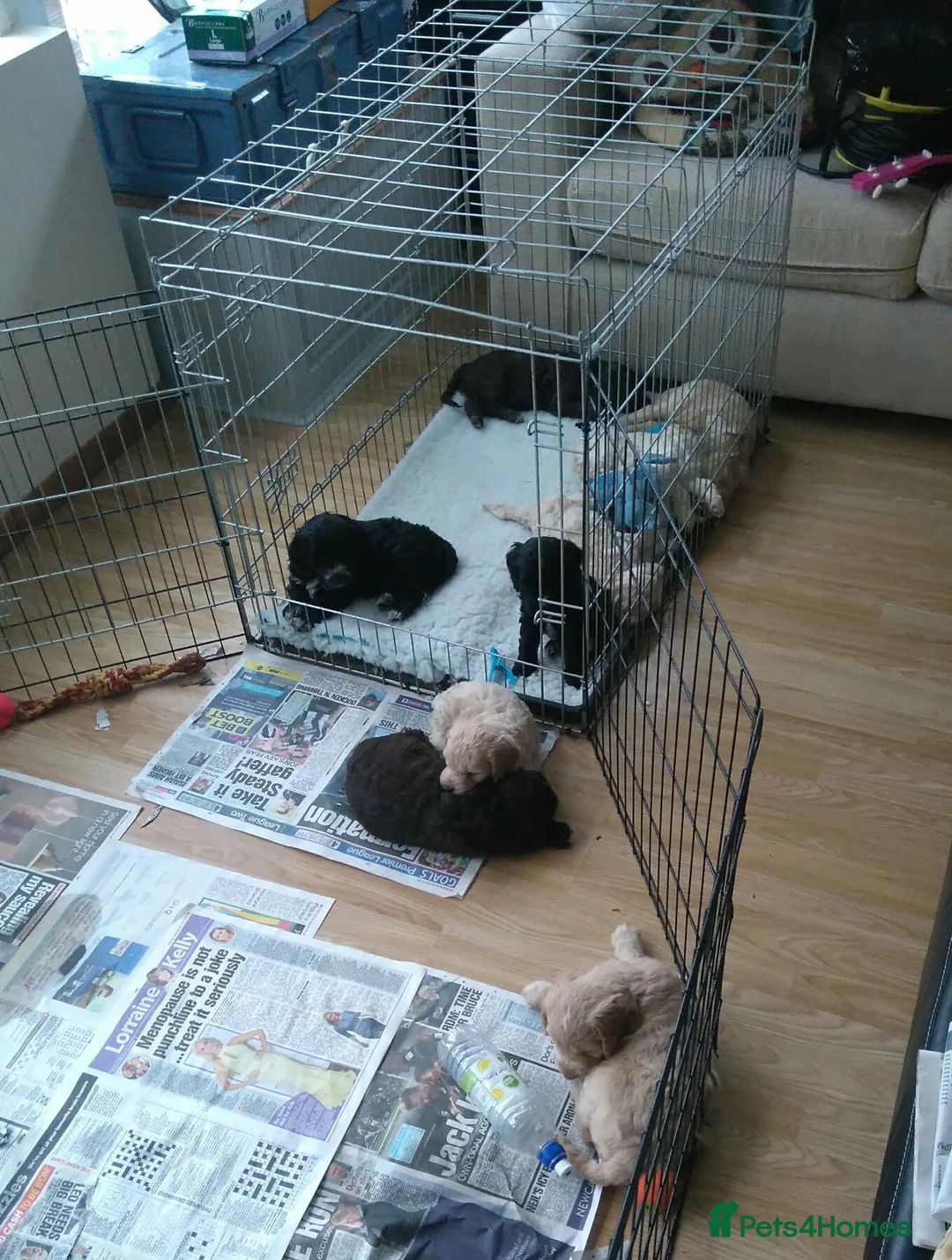 Miniature Poodle dogs for stud: Archie well Proven stud miniature poodle  in Chard - Advert 29