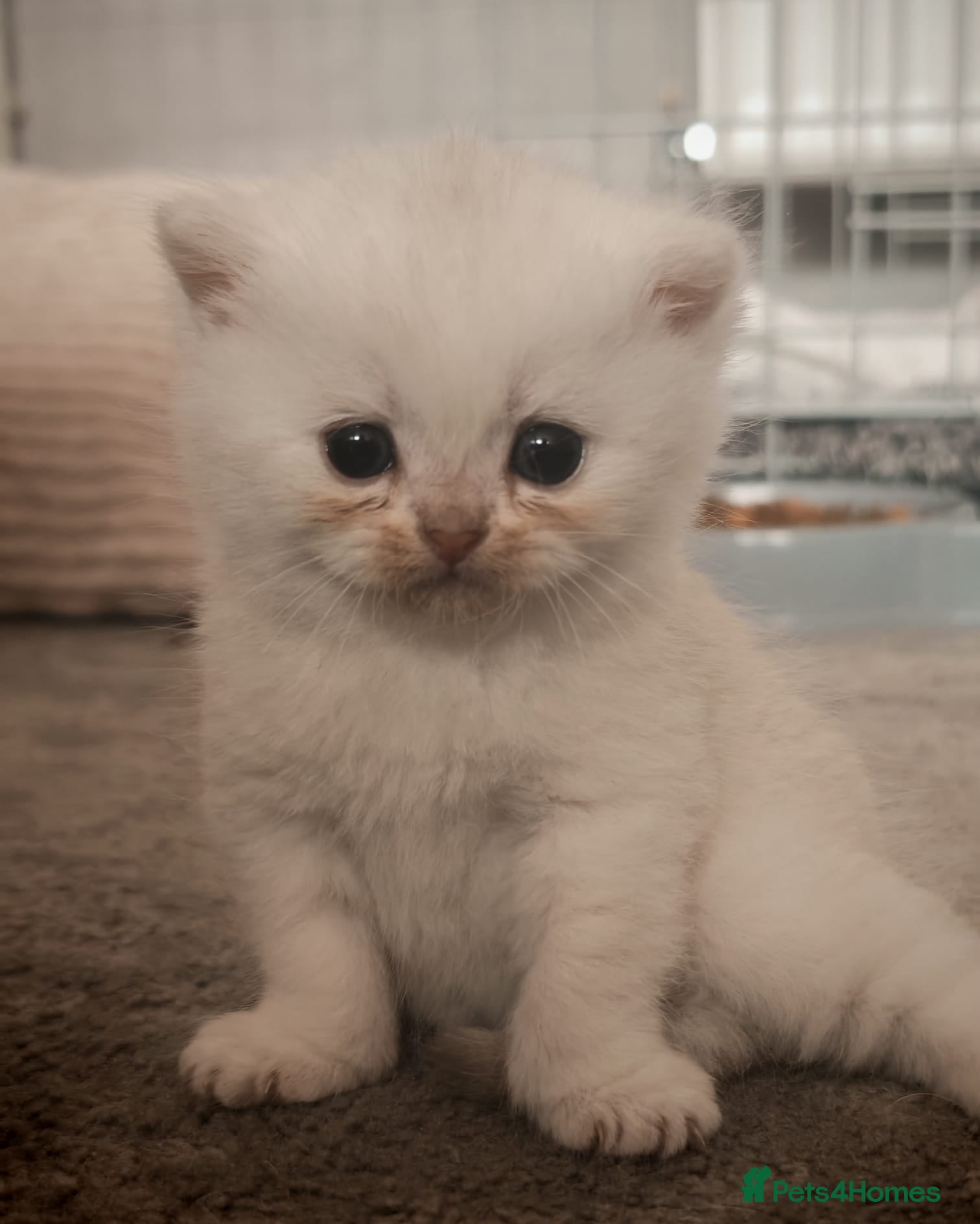 British Shorthair cats for sale: Beautiful British Shorthair Kittens for Sale 🐾 - Advert 4