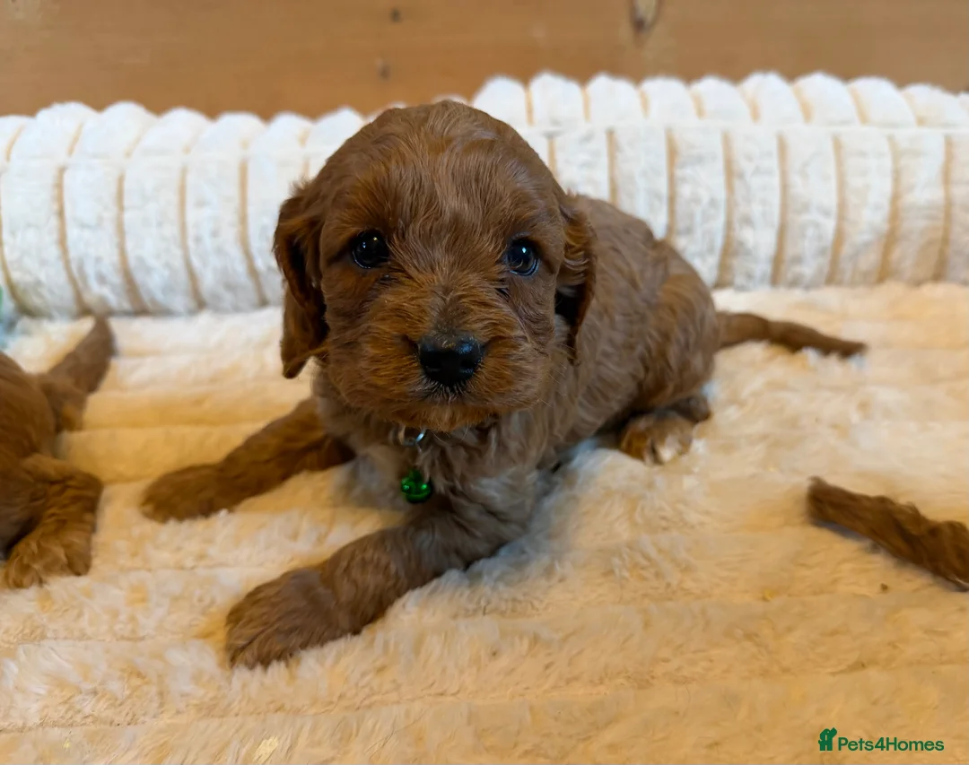 Cavapoo dogs for sale: Dark Red F1 Cavapoo Puppies  - Advert 8