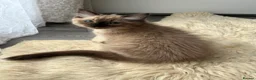 Ragdoll cats for sale: Rare Fully brown Sepia Ragdoll boy Ready - Advert 7
