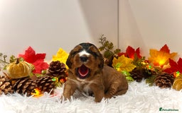 Cockapoo dogs for sale: 🌟Rare Reverse F1B Sable🌟DNA CLEAR Mini Cockapoos - Image 6