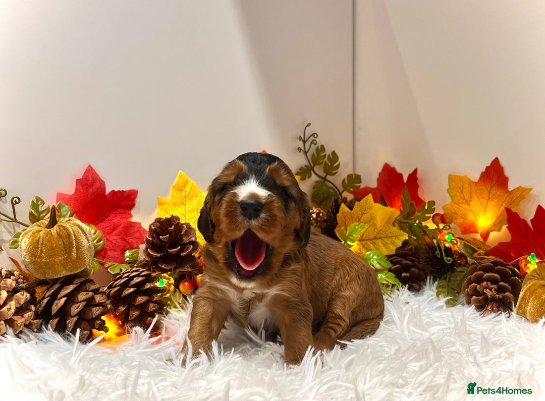 Cockapoo dogs for sale: 🌟Rare Reverse F1B Sable🌟DNA CLEAR Mini Cockapoos - Image 6