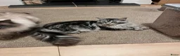 Maine Coon cats for sale: Stunning Pedigree Black Silver Maine Coon in Flint - Advert 2