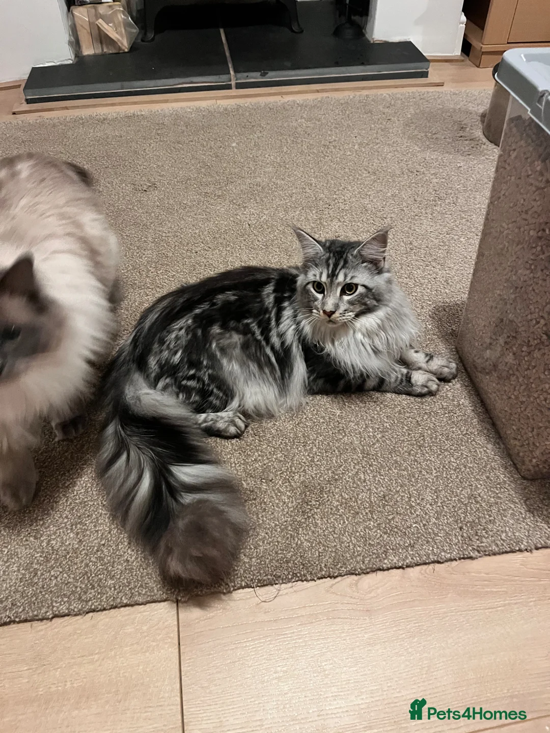 Maine Coon cats for sale: Stunning Pedigree Black Silver Maine Coon in Flint - Advert 2