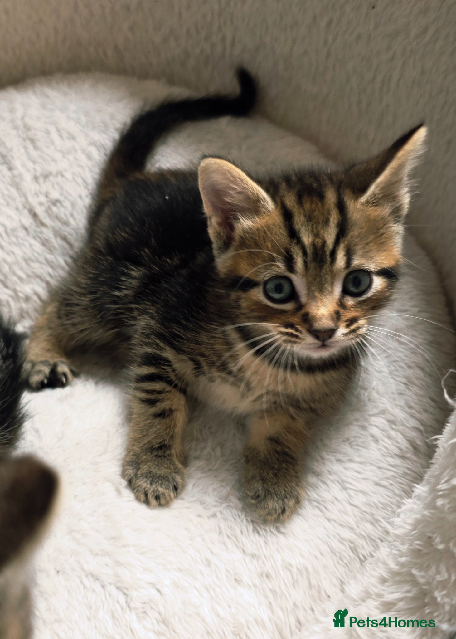 Mixed Breed cats for sale: Tabby kittens available 22nd of June - Advert 10