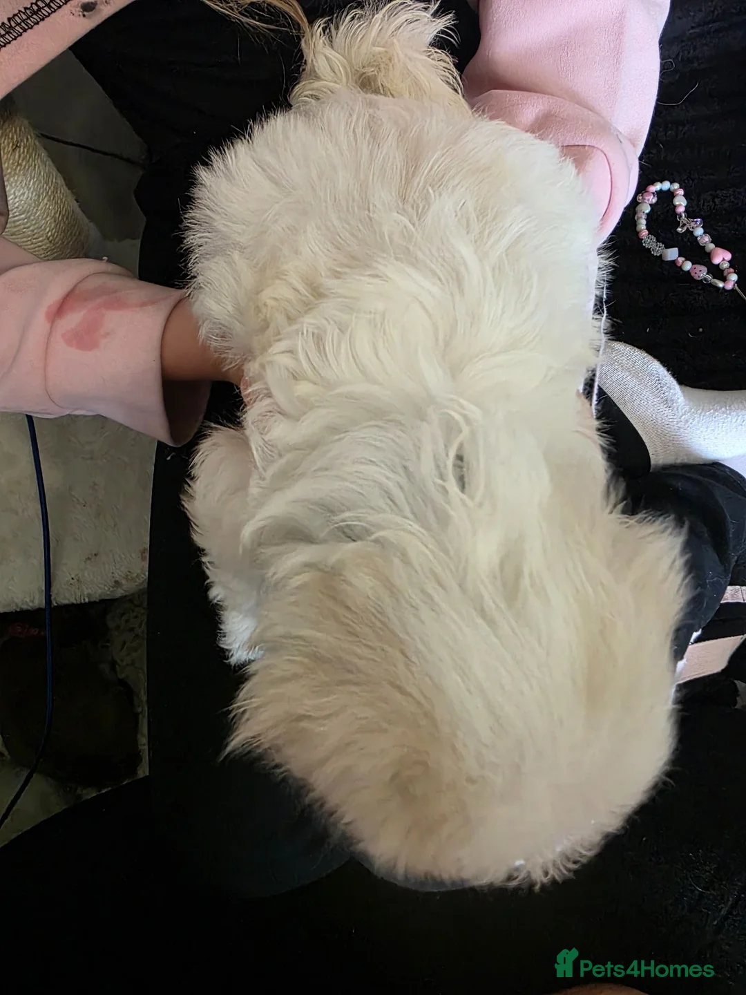 Mixed Breed dogs for sale: Cava-tzu x dachshund and cava-tzu - Advert 13