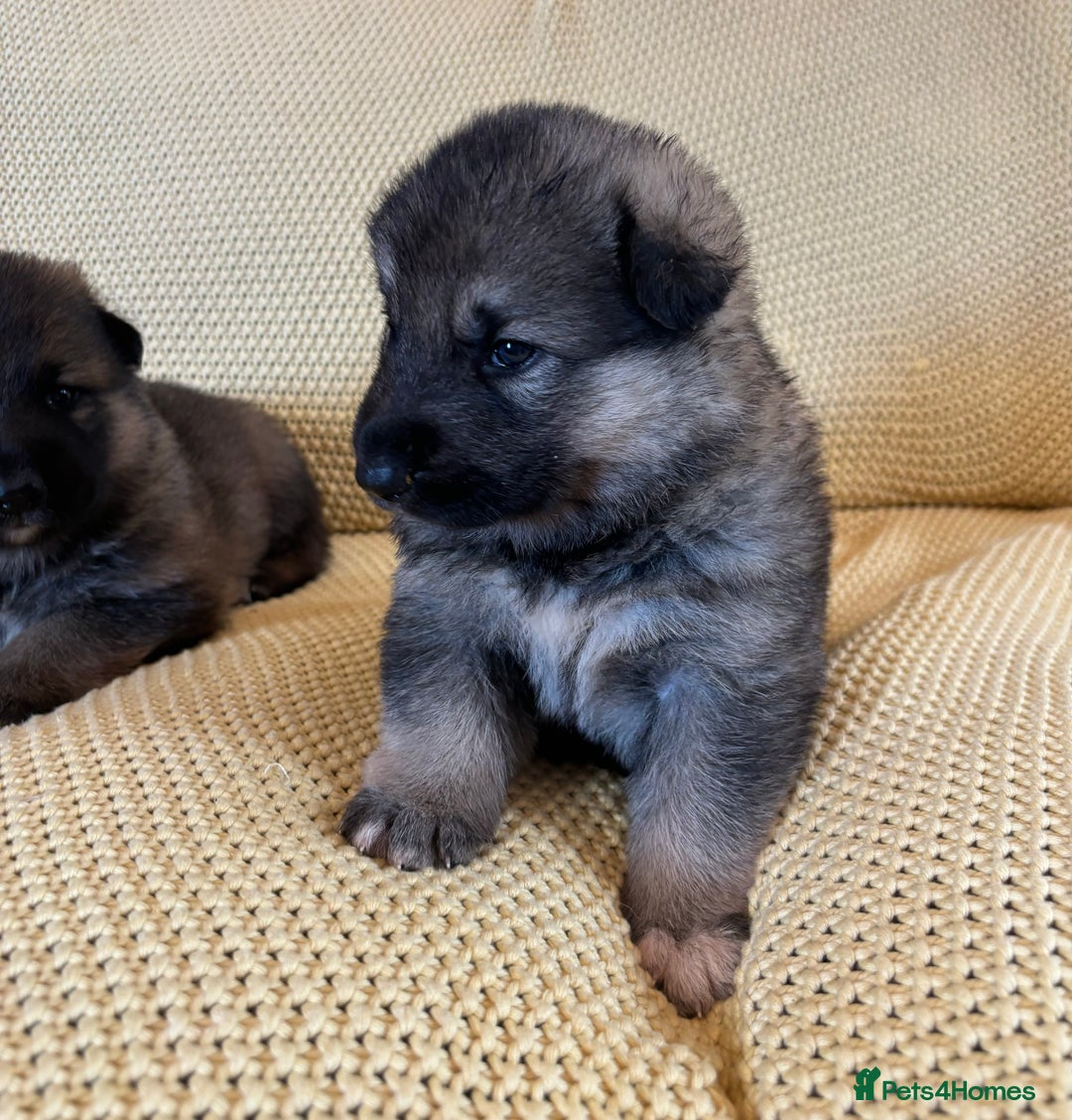 Shepsky dogs for sale: Gorgeous Shepsky pups (German shepherd x Husky) - Image 3