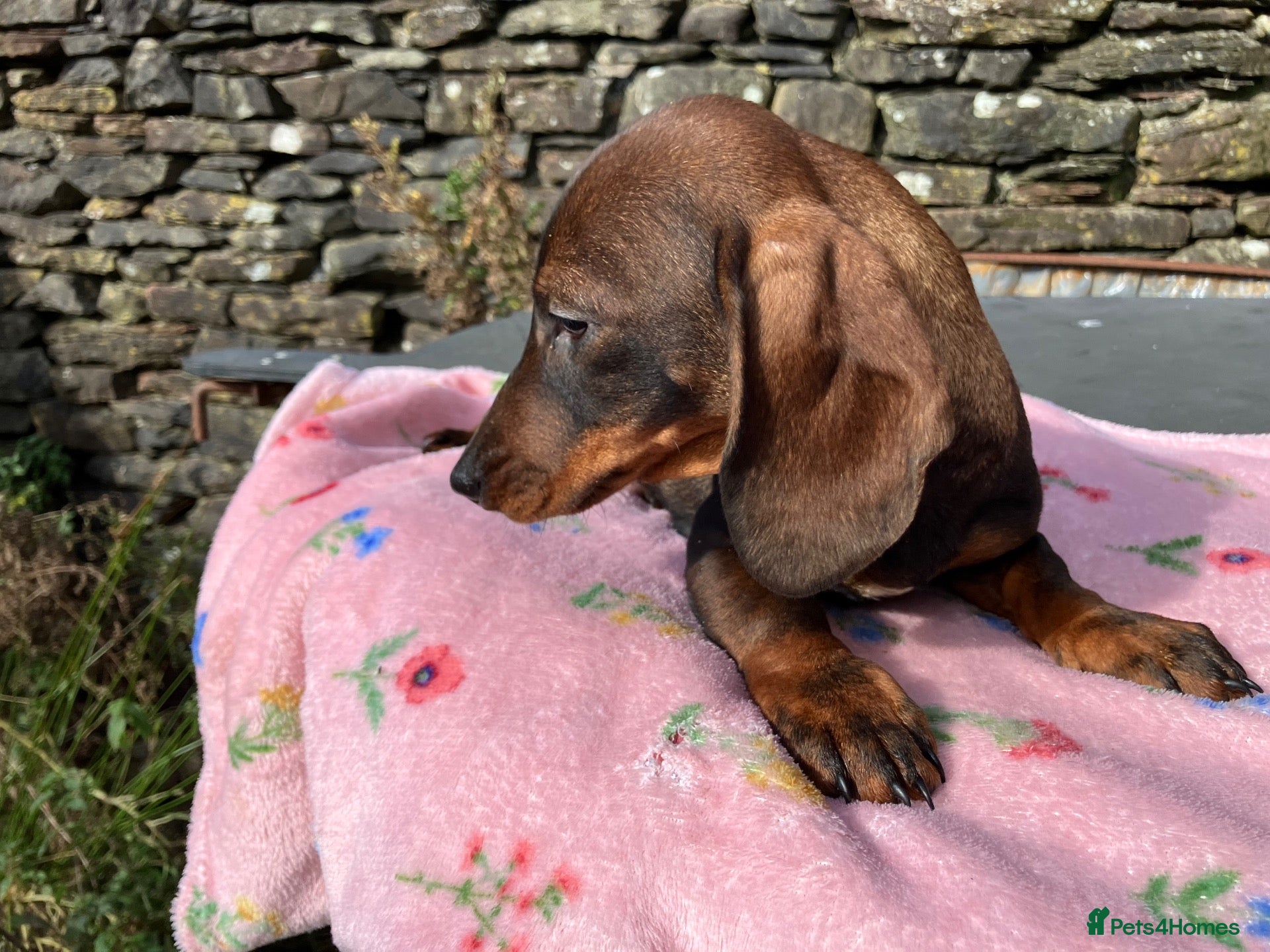 Dachshund dogs Kennel Club Reg Wirehaired Dachshund Teckel pups - Advert 2