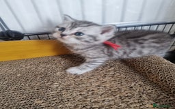 British Shorthair cats for sale: Rare tabby British shorthair  in Knottingley - Image 8