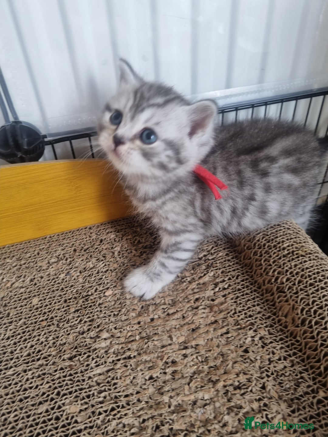 British Shorthair cats for sale: Rare tabby British shorthair  in Knottingley - Image 8