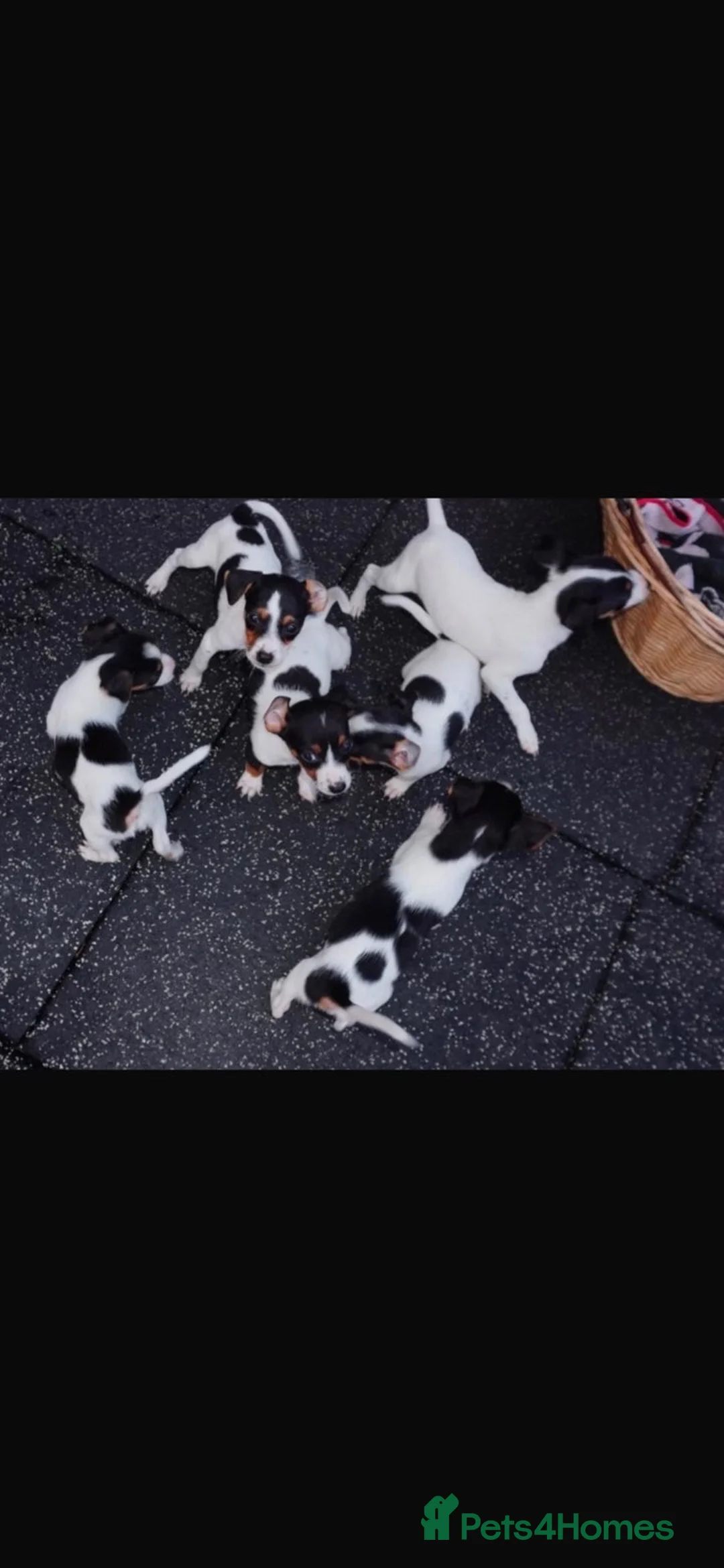 Jack Russell dogs for sale: Jackrussel puppies (5 LEFT) - Advert 6