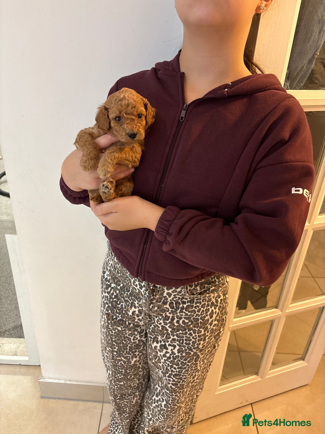 Cockapoo dogs for sale: Cockapoo puppies  - Advert 11