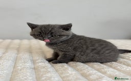 British Shorthair cats for sale: British short hair - Advert 9