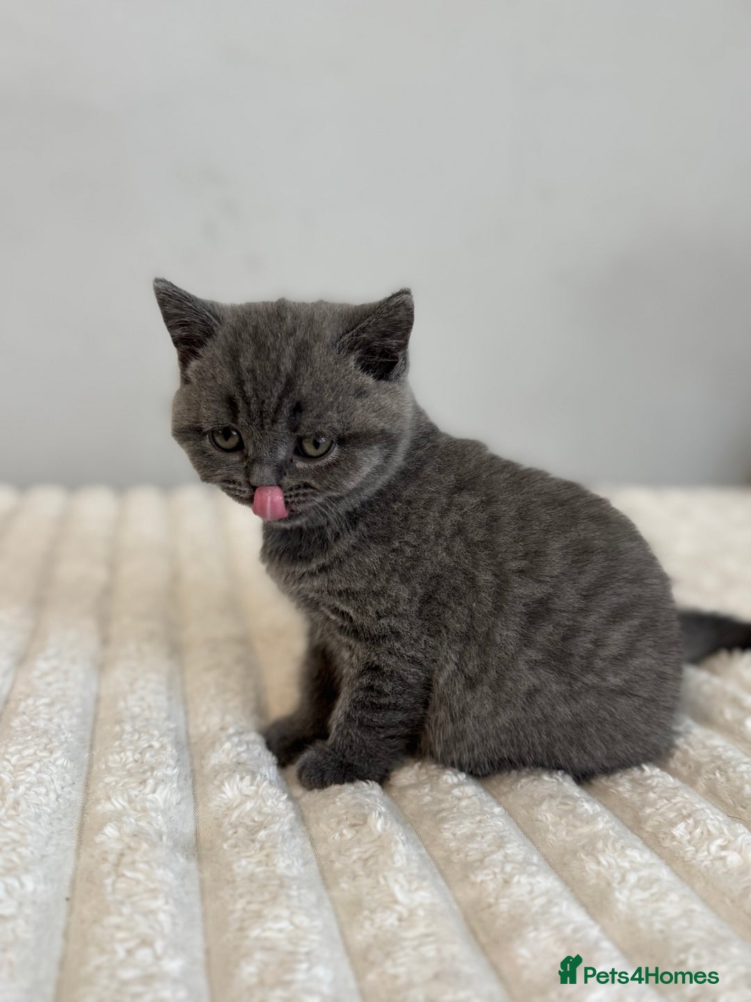 British Shorthair cats for sale: British short hair - Advert 9