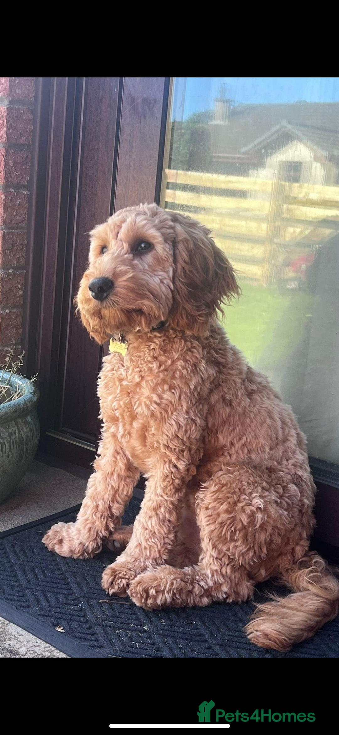 Cockapoo dogs for sale: Cockapoo F1 - Advert 14