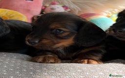 Miniature Dachshund dogs for sale: Top Show Quality KC Miniature Dachshund Puppies - Image 25