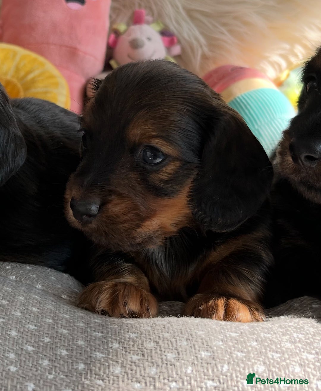 Miniature Dachshund dogs for sale: Top Show Quality KC Miniature Dachshund Puppies - Image 25