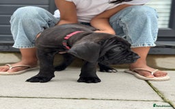 Mixed Breed dogs for sale: Last Four Mastiff pups available  - Image 9