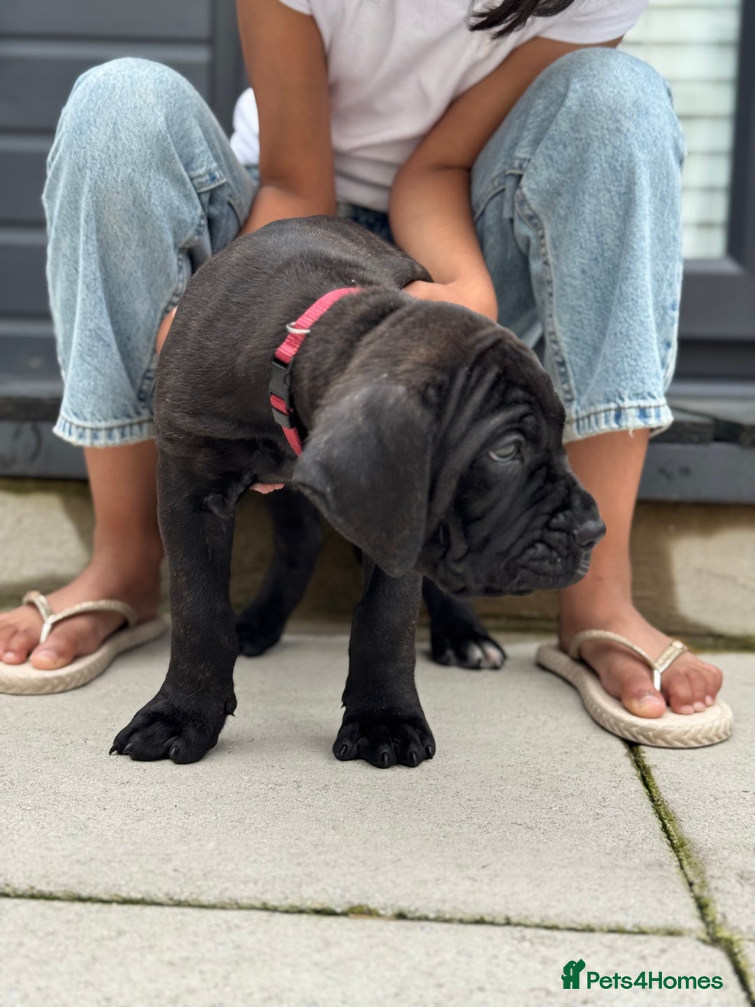 Mixed Breed dogs for sale: Last Four Mastiff pups available  - Image 9