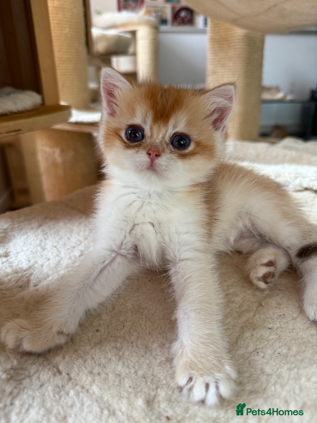 British Shorthair cats for sale: GCCFreg BSH & BLH Chocolate & Black Golden Kittens - Advert 32