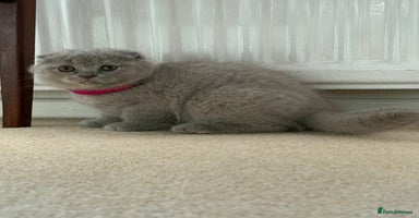 Scottish Fold cats - Advert 4