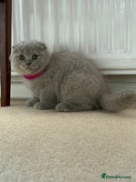 Scottish Fold cats - Advert 3