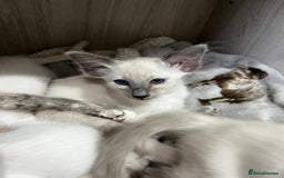 Balinese cats for sale: Lovely Bali Kittens  - Image 3
