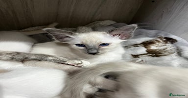 Balinese cats - Advert 8