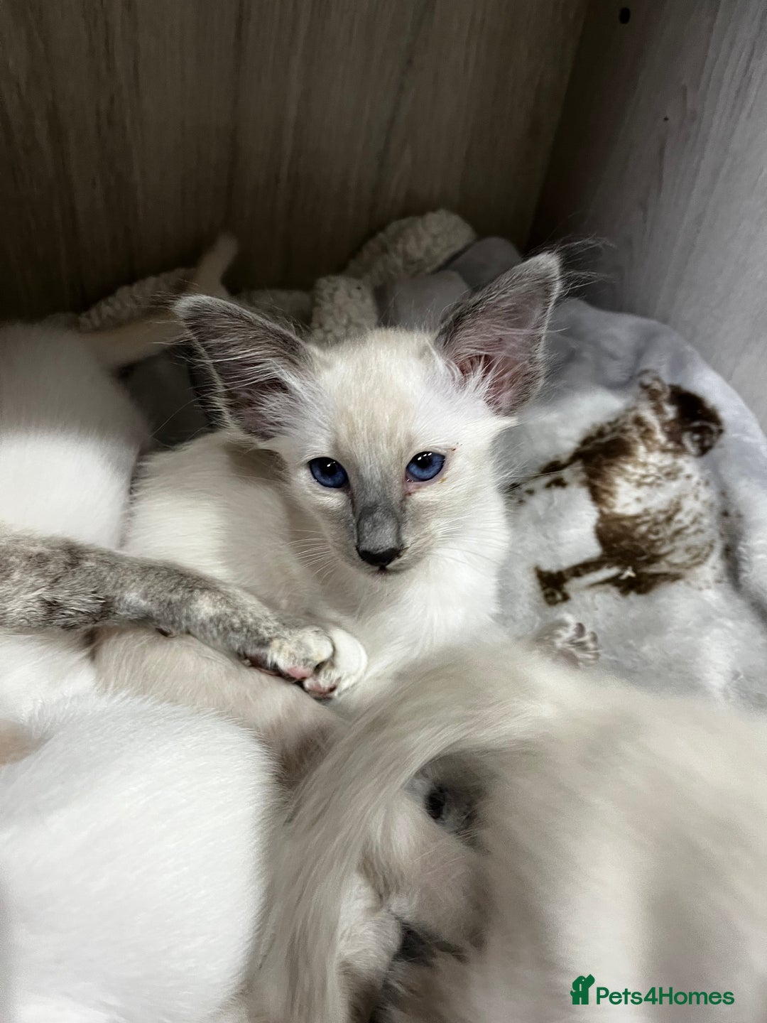 Balinese cats for sale: Lovely Bali Kittens  - Image 3