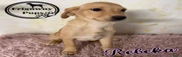 Labrador Retriever dogs for sale: 💛 Yummy Yellow Labs Looking for Loving Homes  💛 - Advert 8