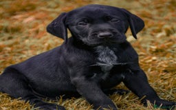 Mixed Breed dogs for sale: Labrador X German Wire Haired Pointer  - Image 8