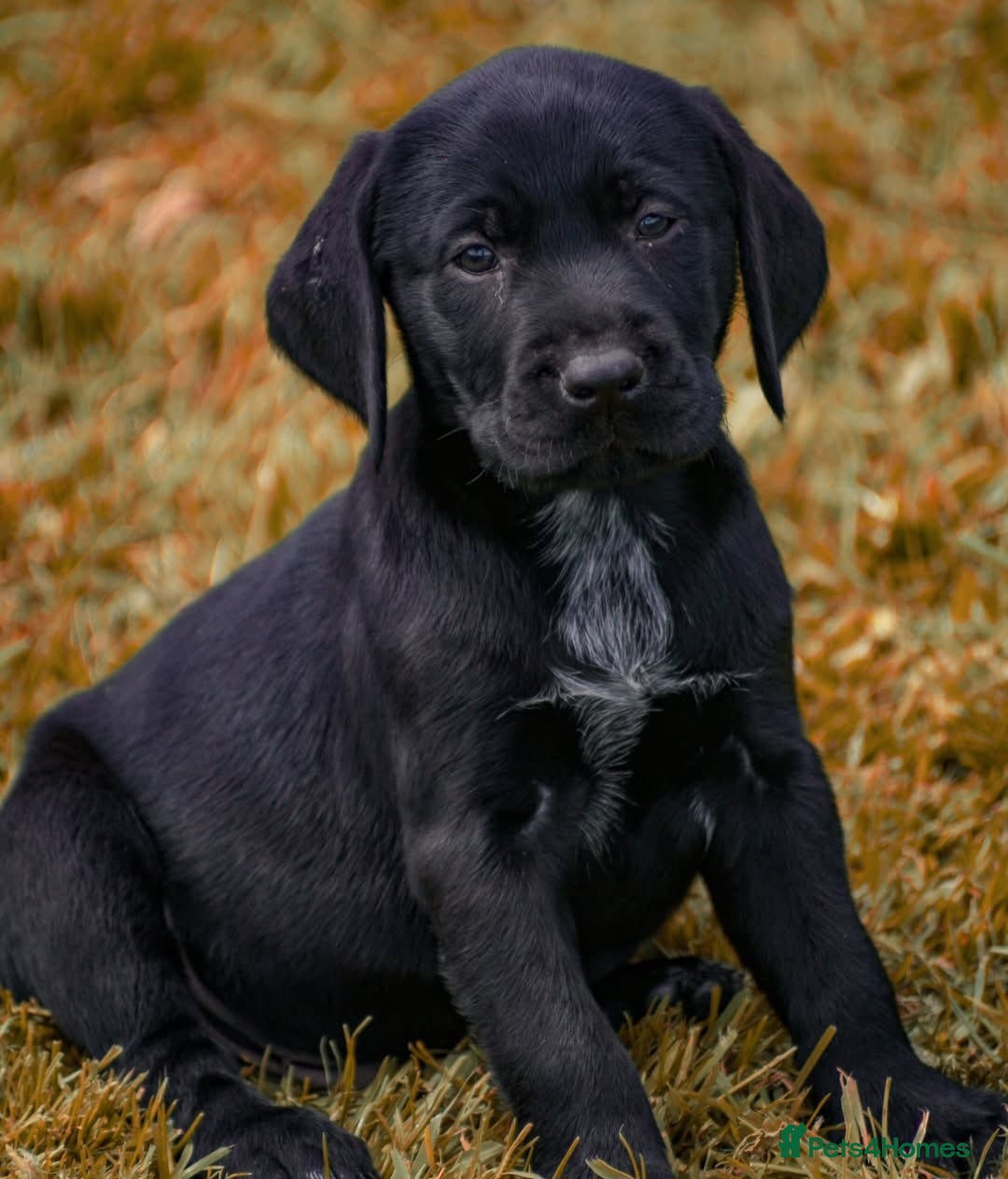 Mixed Breed dogs for sale: Labrador X German Wire Haired Pointer  - Image 8