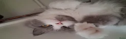 British Longhair cats for sale: 3 beautiful kittens left!!!!  - Advert 3
