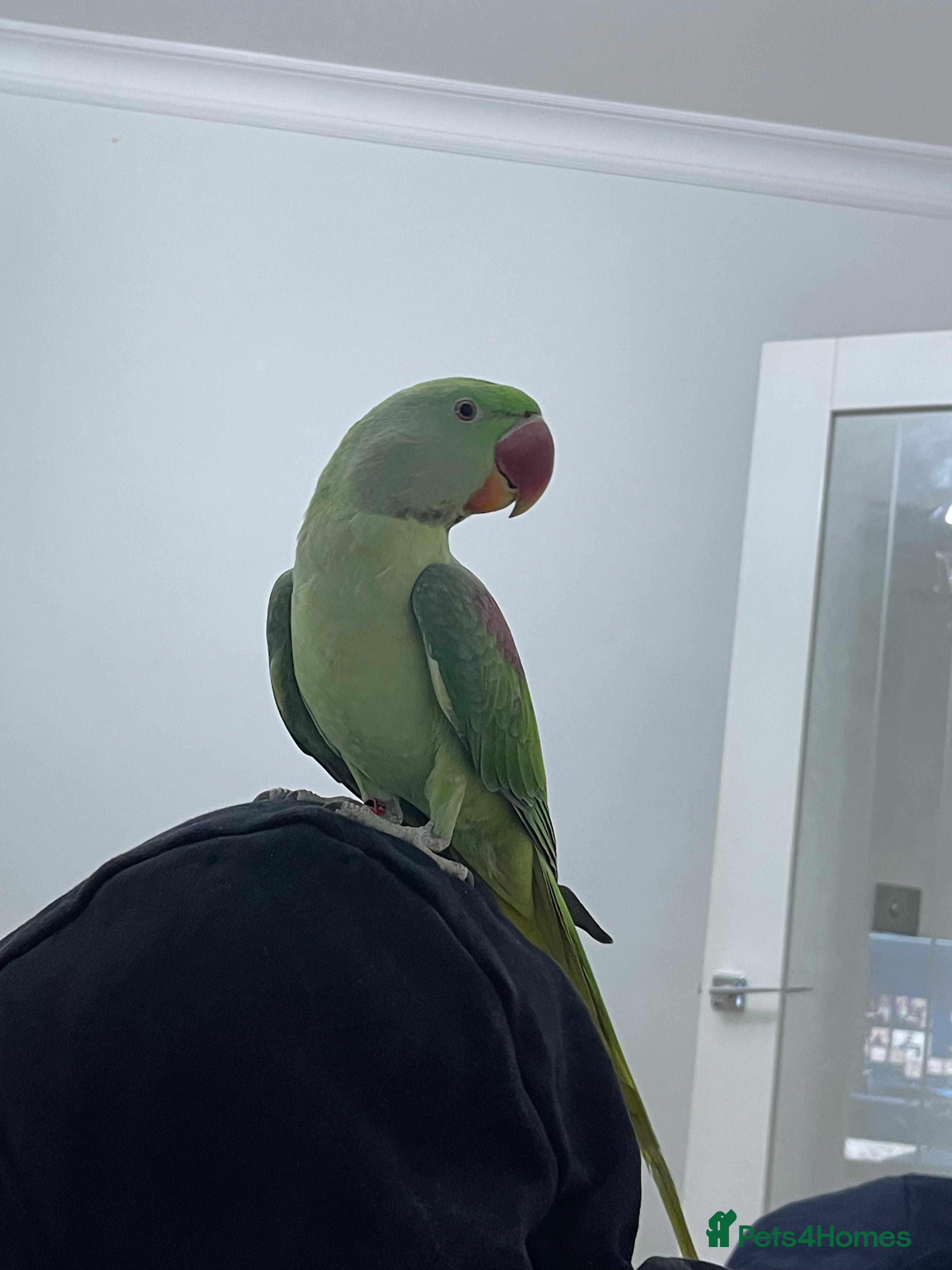 Parakeets birds Parakeet Alexandra parrot talks - Advert 3