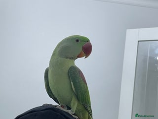 Parakeets birds Parakeet Alexandra parrot talks - Advert 3