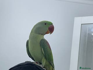 Parakeets birds Parakeet Alexandra parrot talks - Advert 5