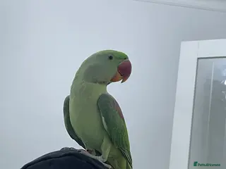 Parakeets birds Parakeet Alexandra parrot talks - Advert 10