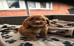 Cockapoo dogs for sale: F1 cockerpoo puppies  - Image 15