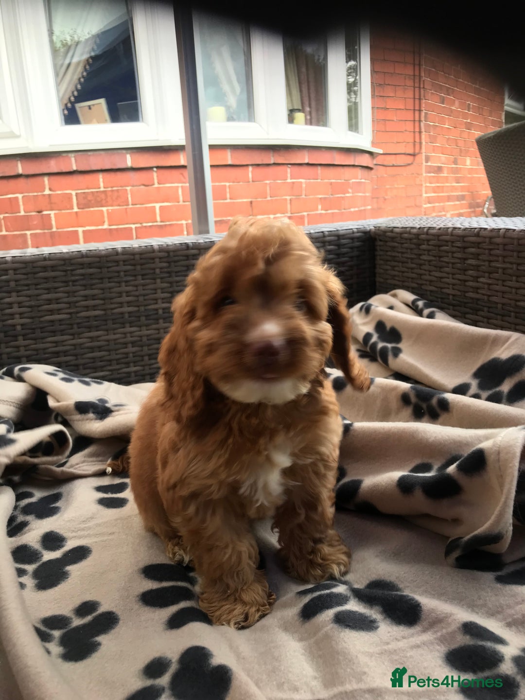 Cockapoo dogs for sale: F1 cockerpoo puppies  - Image 15