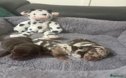 Miniature Dachshund dogs for sale: Stunning Miniture Dachshund pups for sale - Advert 10