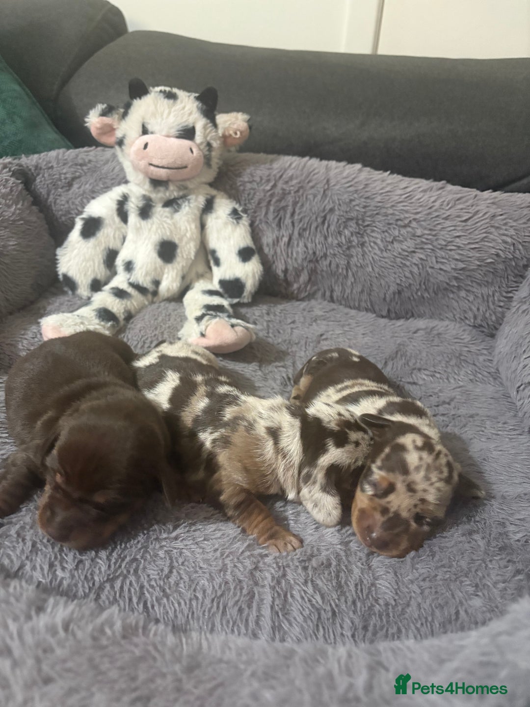 Miniature Dachshund dogs for sale: Stunning Miniture Dachshund pups for sale - Advert 10