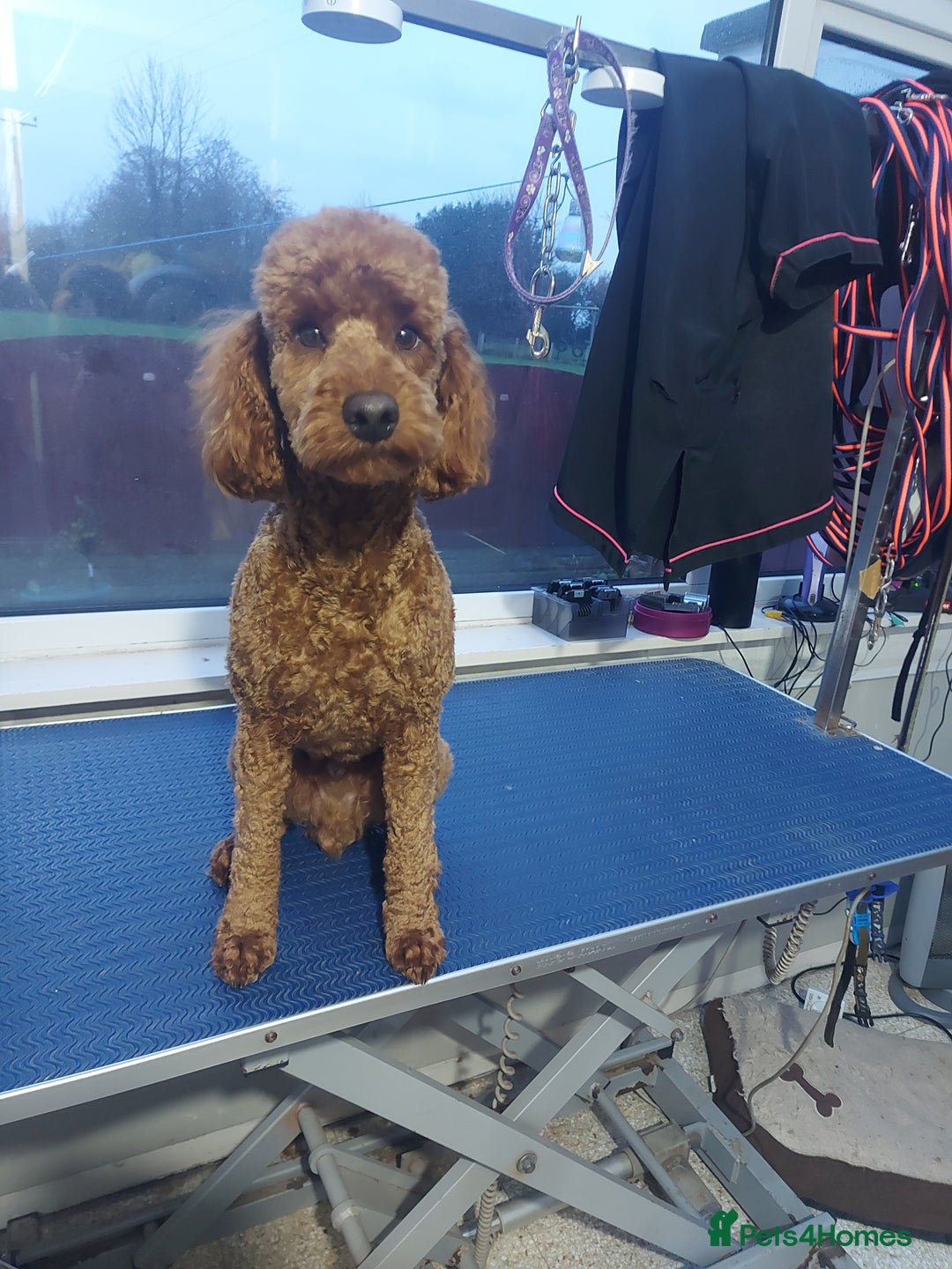 Miniature Poodle dogs for stud: OUR BARRY-KC REGISTERED MINIATURE POODLE FOR STUD in Preston - Advert 10