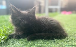 Maine Coon cats for sale: 2 Mainecoon pedigree kitten - Image 30