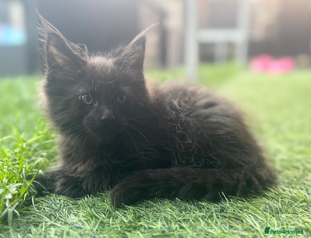 Maine Coon cats for sale: 2 Mainecoon pedigree kitten - Image 30