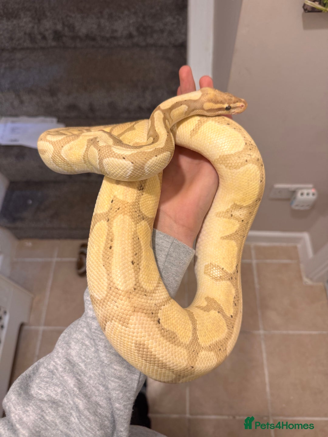 Python Snake reptiles for sale: Royal/Ball python - Advert 2